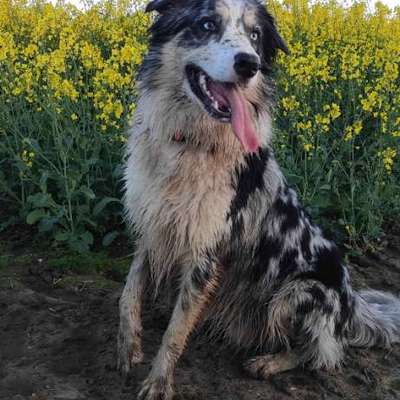 Hundetreffen-Spielfreude/Gassirunde-Bild