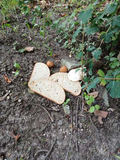 Giftköder-Giftköder - ausgelegte Lebensmittel-Bild