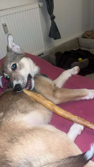 Griechische Bracke-Beitrag-Bild