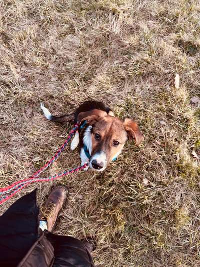 Hundetreffen-Treffen zum Spielen und Gassi gehen-Bild