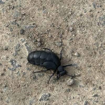 Giftköder-Ölkäfer-Bild