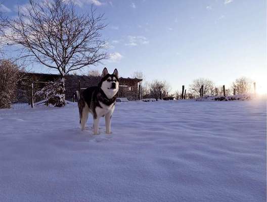 Schlittenhunde-Beitrag-Bild