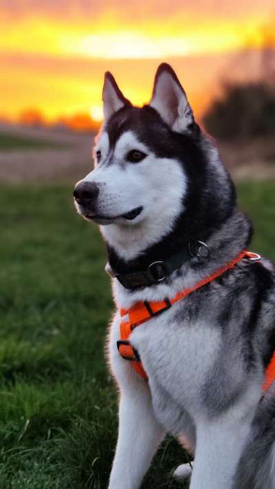 Professionelle Kamera für Hunde Fotografie-Beitrag-Bild