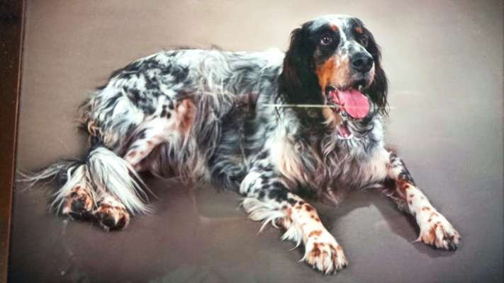 Englisch Setter?-Beitrag-Bild