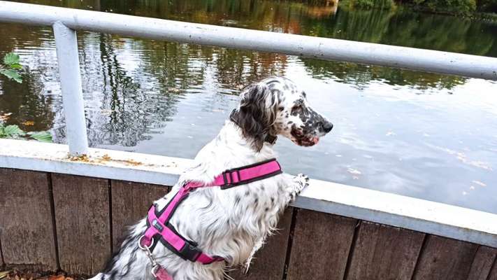 Englisch Setter?-Beitrag-Bild