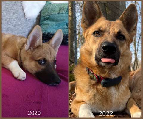 Auslandstierschutz-Beitrag-Bild