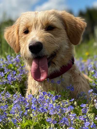 Tongue Out Tuesday-Beitrag-Bild