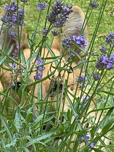 Dogorama Photo Challenge - Tarnung ist alles-Beitrag-Bild