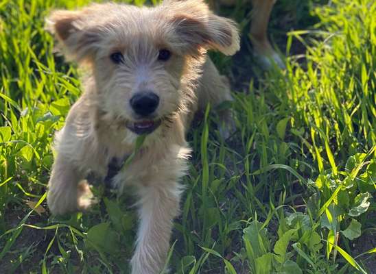 Fotosammlung: ,,Der natürliche Hund" Unbearbeitet, ungestellt und in Natura-Beitrag-Bild