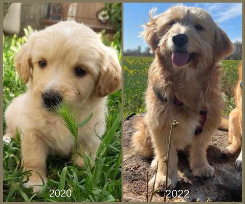 Auslandstierschutz-Beitrag-Bild