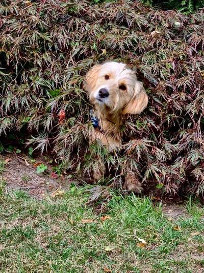 Dogorama Photo Challenge - Tarnung ist alles-Beitrag-Bild