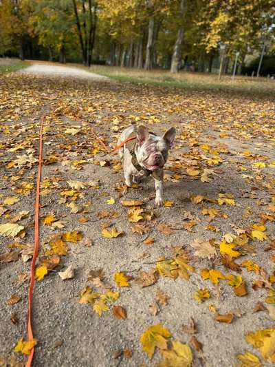 Hundetreffen-Suche Spielkameraden-Bild