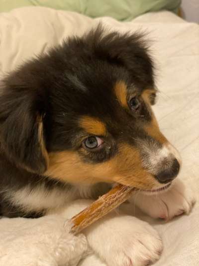 Hundetreffen-Welpentreffen nähe Todtmoos-Bild