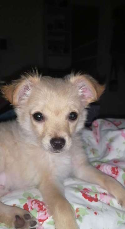 Welpen Bilder !-Beitrag-Bild