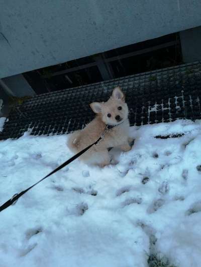 Die Dogorama Kalender Challenge Teil 2/4-Beitrag-Bild