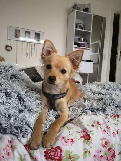 Liebhaber des Deutschen Pinscher gesucht.-Beitrag-Bild