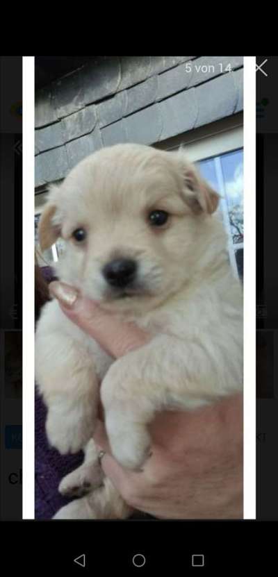 Welpen Bilder !-Beitrag-Bild