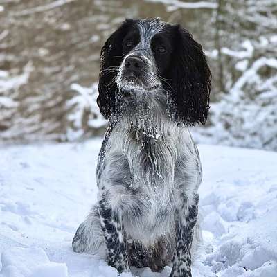 Hundetreffen-Treffen, Social Walk - netter Hund gesucht-Bild