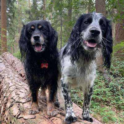 Hundetreffen-Dummy Training in Friesland-Profilbild