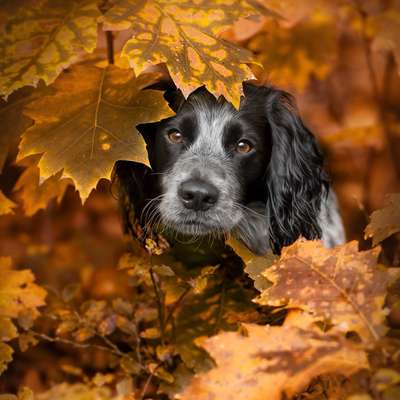 Tierfotografie pawprints fotografie in Zetel  – Dogorama