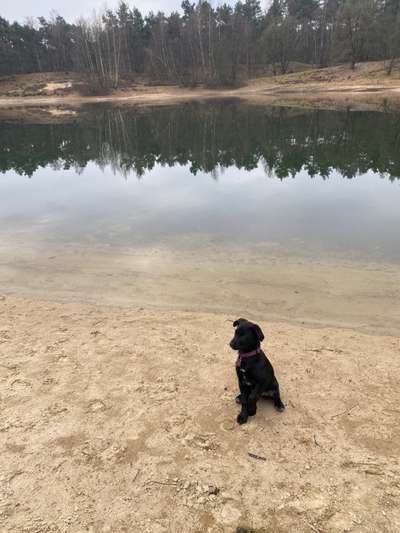 Hundetreffen-Welpe sucht liebe Hundekontakte-Bild