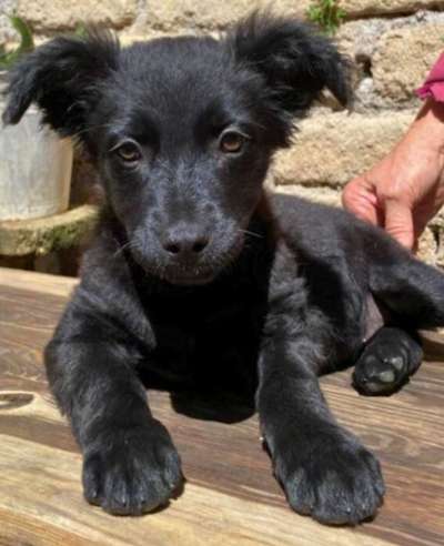 Hundetreffen-Welpen- & Junghundtreffen, Göttingen/Rosdorf-Bild