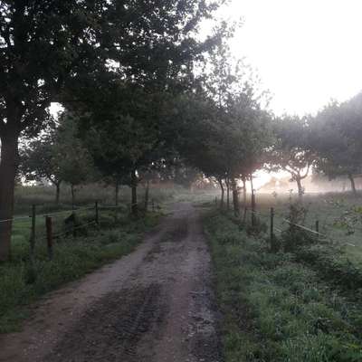 Hundeauslaufgebiet-Rheinaue (Langel/Rheinkassel)-Bild