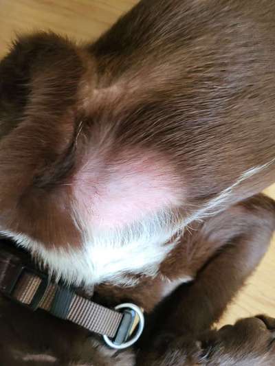 Haarausfall-Beitrag-Bild