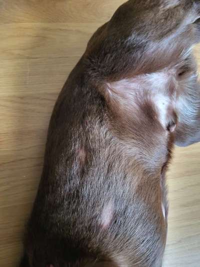 Haarausfall-Beitrag-Bild