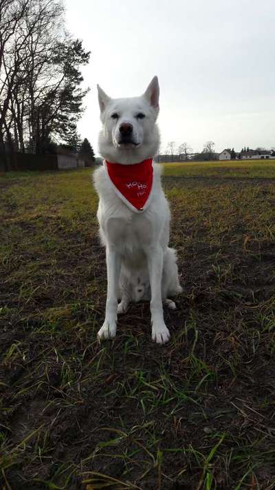 Nordische Hunde-Beitrag-Bild