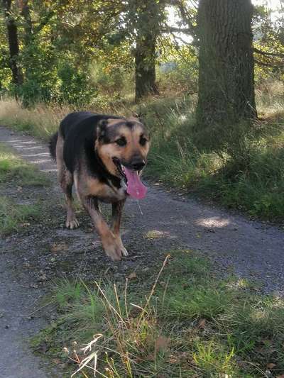 Fotochallenge Nr. 59 - Mein Hund zeigt die Zunge-Beitrag-Bild