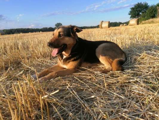 Die Dogorama Kalender Challenge Titelbild-Beitrag-Bild