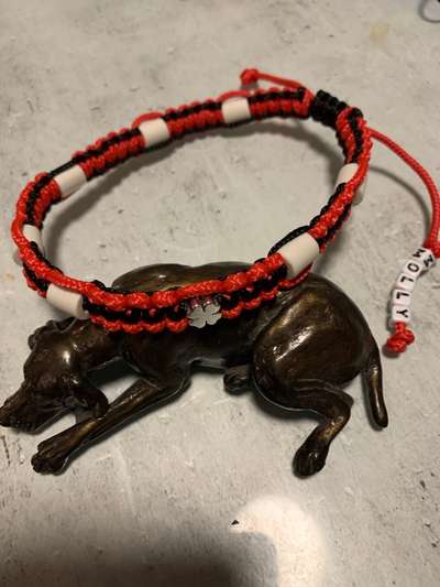 Tablette  oder tropfen  gegen Flöhe oder zecken??-Beitrag-Bild