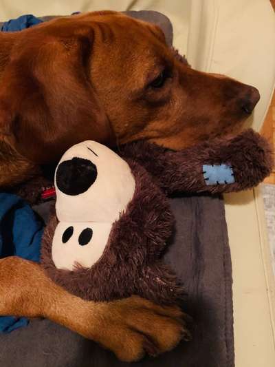 Labradorfans-Beitrag-Bild