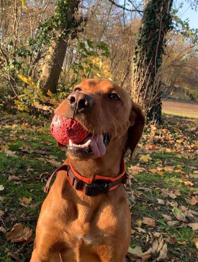 Labradorfans-Beitrag-Bild