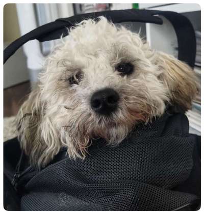 Maltipoo Freunde-Beitrag-Bild