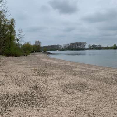 Hundeauslaufgebiet-Muschel Strand-Bild