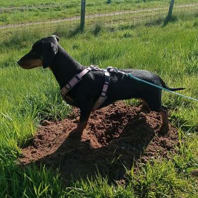 Hundetreffen-Dackeltreffen Oldenburg und umzu-Bild