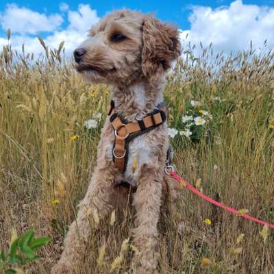 Hundetreffen-Hundefreunde gesucht-Bild