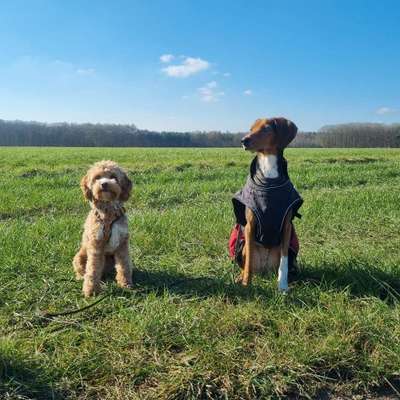 Hundetreffen-Hundefreunde gesucht