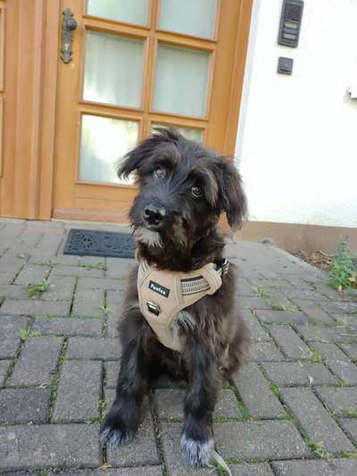 Welpen Bilder !-Beitrag-Bild