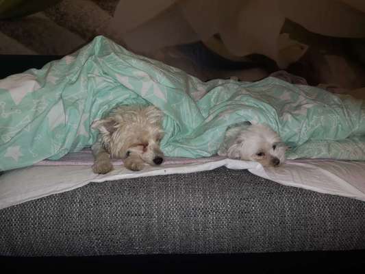 Mehrere Hunde zuhause !-Beitrag-Bild