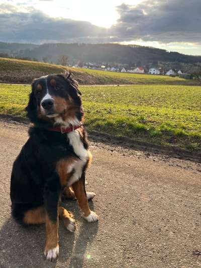 Berner Sennen-Beitrag-Bild