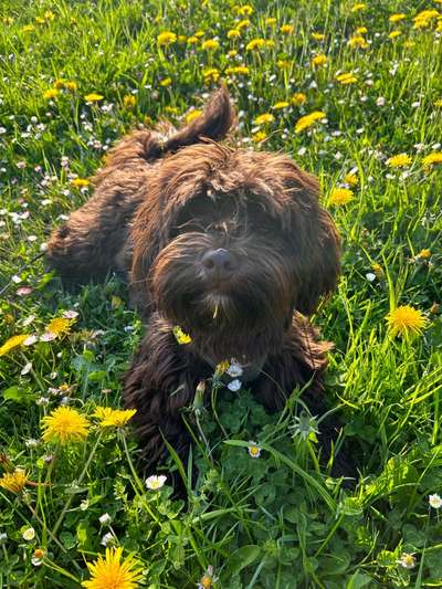 Hundetreffen-Spielpartner gesucht-Bild
