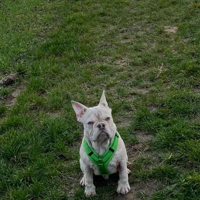 Hundetreffen-Suchen Spielgefährten-Bild