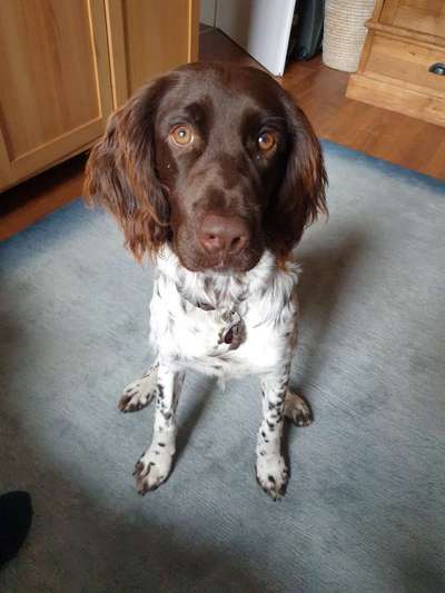 Kleiner Münsterländer!-Beitrag-Bild