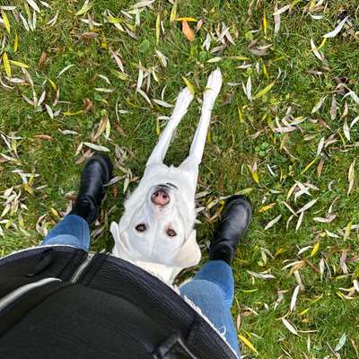 Hundetreffen-🐾 Spielpartner gesucht!-Bild