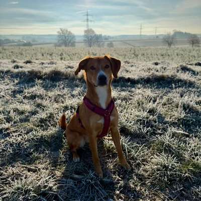 Hundetreffen-Gassi gehen-Bild