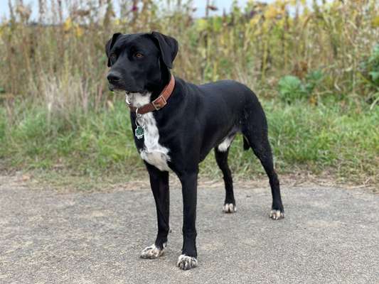 Auslandstierschutz-Beitrag-Bild