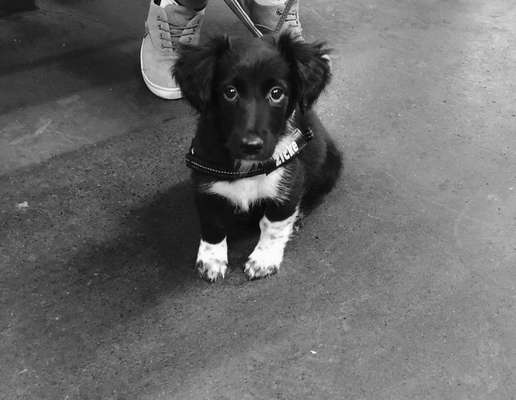 Welpen Bilder !-Beitrag-Bild